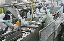 Las remuneraciones en salmonicultura descritas por los propios trabajadores