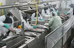 Salmones Aysén abre oferta laboral con más de 700 cupos disponibles