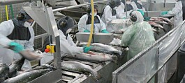 Salmones Aysén abre oferta laboral con más de 700 cupos disponibles