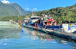 Salmones Camanchaca aumenta pérdidas y ampliará su exposición en Aysén