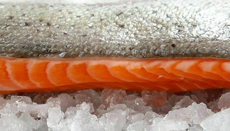 Foto representativa salmón.