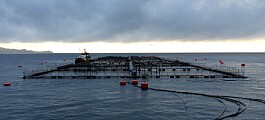 Salmones Camanchaca implementará alimentación remota desde Puerto Montt