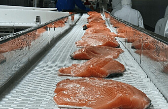 Cosecha de salmones en Magallanes registra alza de 41,6%