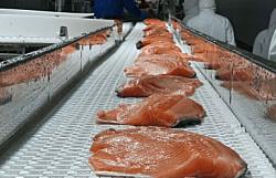 Salmones Camanchaca procesará toda su producción para valor agregado