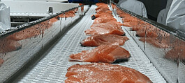Salmones Camanchaca procesará toda su producción para valor agregado