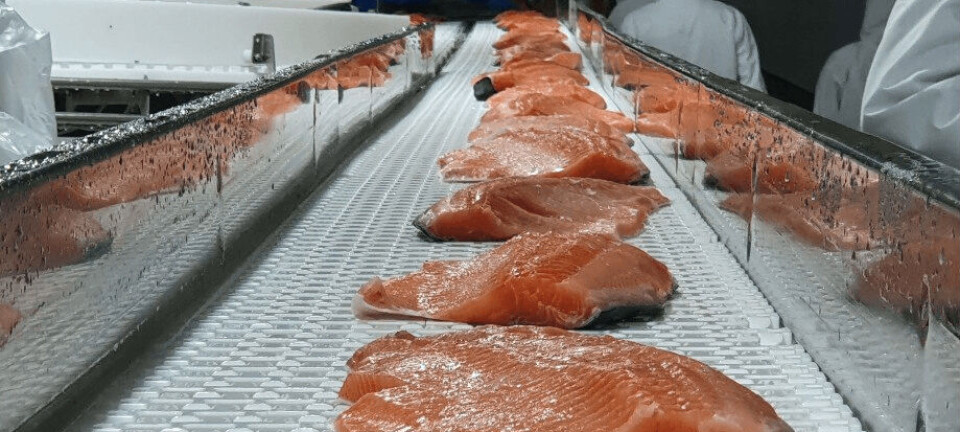 Entregan argumentos para considerar al salmón como el segundo producto más importante