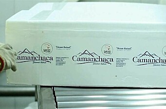 Salmones Camanchaca producirá hasta 57 mil toneladas este año