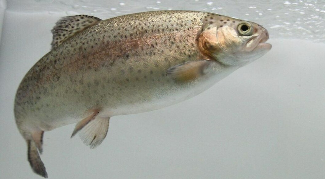 Aporte realizado por Salmones Camanchaca a la asociación se materializa actualmente a través de seis concesiones. Foto: Archivo Salmonexpert. Aporte realizado por Salmones Camanchaca a la asociación se materializa actualmente a través de seis concesiones. Foto: Archivo Salmonexpert.