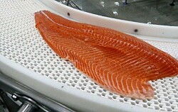 Octubre: exportaciones de salmónidos superan los $5 mil millones en retornos