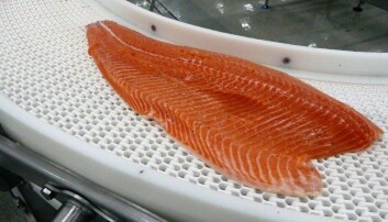 Octubre: exportaciones de salmónidos superan los $5 mil millones en retornos