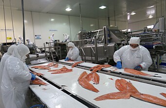 Precios del salmón chileno se recuperan y suben 60% en promedio