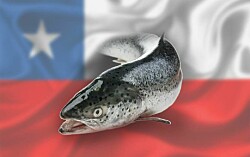 Precios históricos para el salmón chileno podrían mantenerse varios meses