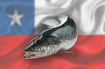 Precios históricos para el salmón chileno podrían mantenerse varios meses