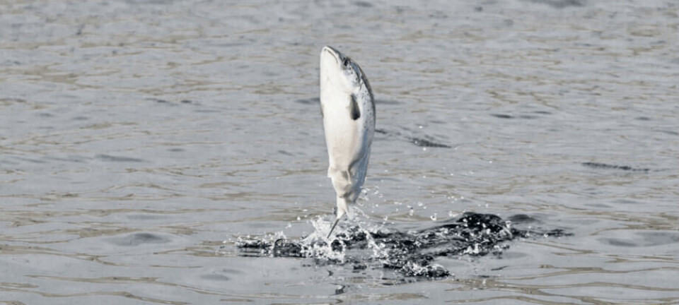 Mortalidad del salmón chileno versus el noruego: ¿Cómo es la realidad en cada industria?