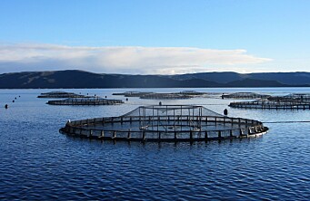 Salmonicultora australiana Tassal se integra a Global Salmon Initiative