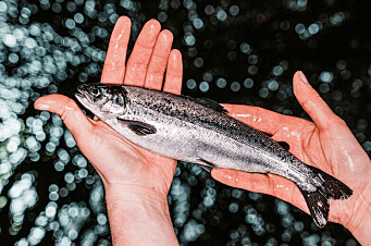 Productores de salmón chileno destacan entre los más sostenibles del mundo