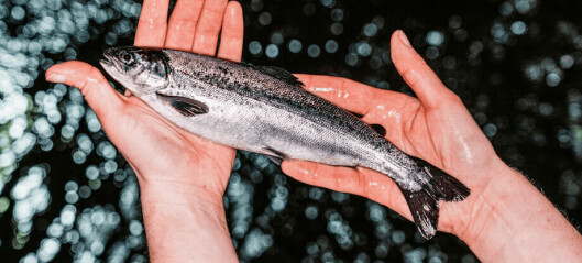 Productores de salmón chileno destacan entre los más sostenibles del mundo