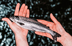 Salmonicultora chilena avanza en plan para fortalecer su área de Bienestar Animal