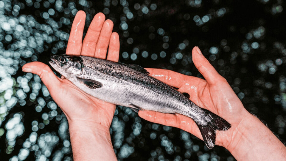 AquaChile aborda diversos aspectos de bienestar animal para salmones. Foto: Archivo Salmonexpert.