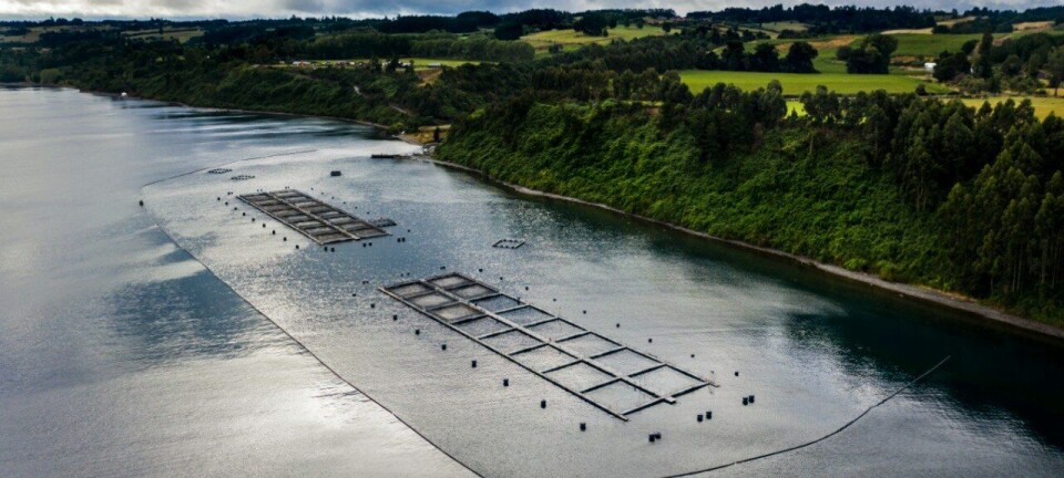 Salmones Camanchaca cosecha casi el doble de salmón del Atlántico