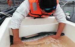 Salmonicultoras tendrán plataforma en línea para monitoreo de Caligus
