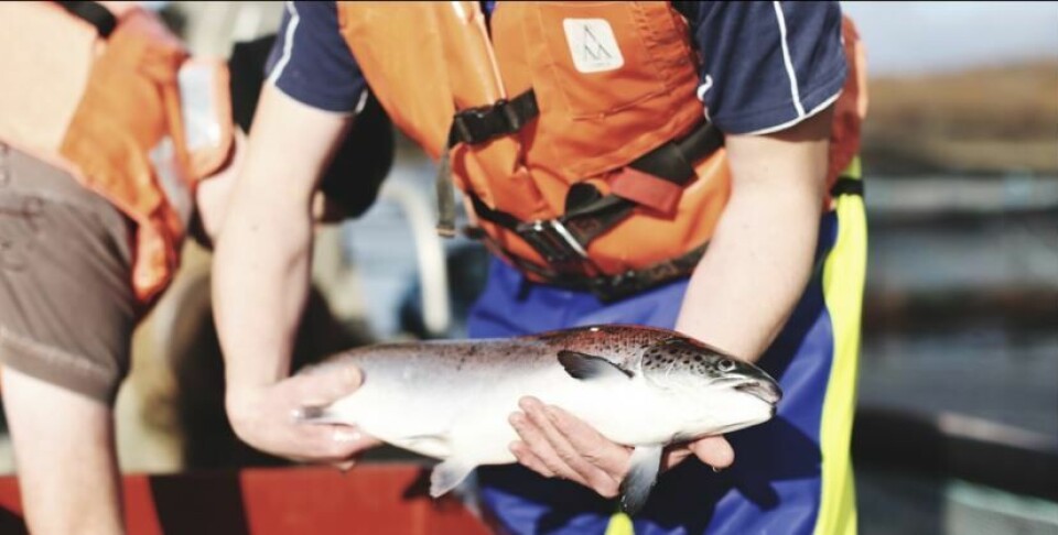 Scottish Sea Farms lo está haciendo bien, sin embargo SalMar predice menores volúmenes para la industria escocesa en general este año. Foto: SSF.