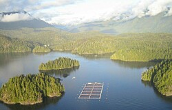 Salmonicultores de Canadá rechazan traslado de centros desde mar a tierra