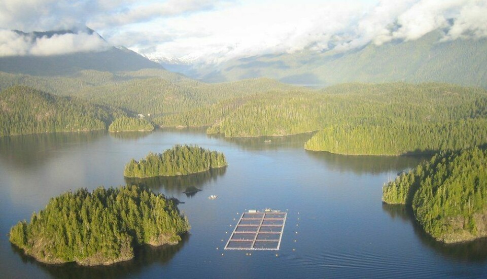 Un proyecto pretende trasladar todo el cultivo de salmón en mar a tierra en Canadá. Foto: Archivo Salmonexpert.