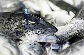 Aumentan 46% las cosechas de salmón en Magallanes
