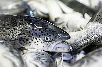 Aumentan 46% las cosechas de salmón en Magallanes
