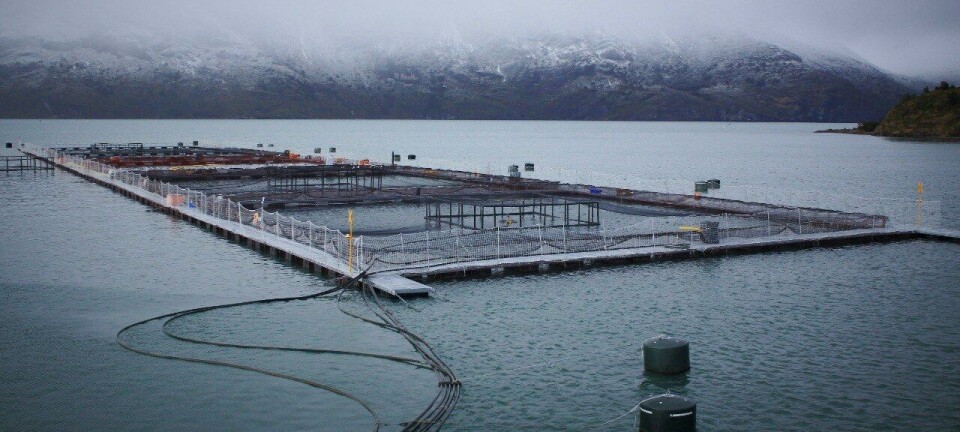 Magallanes: 67 concesiones de salmón vigentes están en peligro