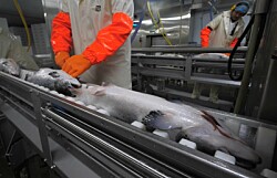 Salmonicultores escoceses consideran compartir plantas de proceso