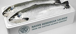 Salmonicultores escoceses retrasan cosechas por efecto de Coronavirus