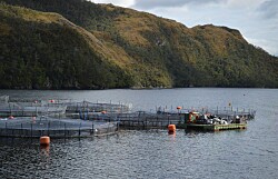 Salmonicultores expresan rechazo y molestia por irregularidades de Nova Austral