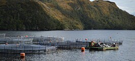 Salmonicultores expresan rechazo y molestia por irregularidades de Nova Austral