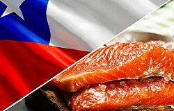 Primer semestre: Valor de envíos de salmón chileno disminuye en 11,5%