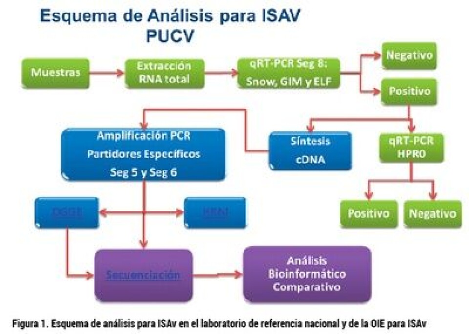 Principales procedimientos de muestreo y análisis Métodos de diagnóstico del ISAv en Chile