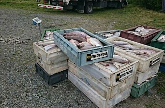 Robo millonario de salmones a conductor de Osorno continúa sin detenidos