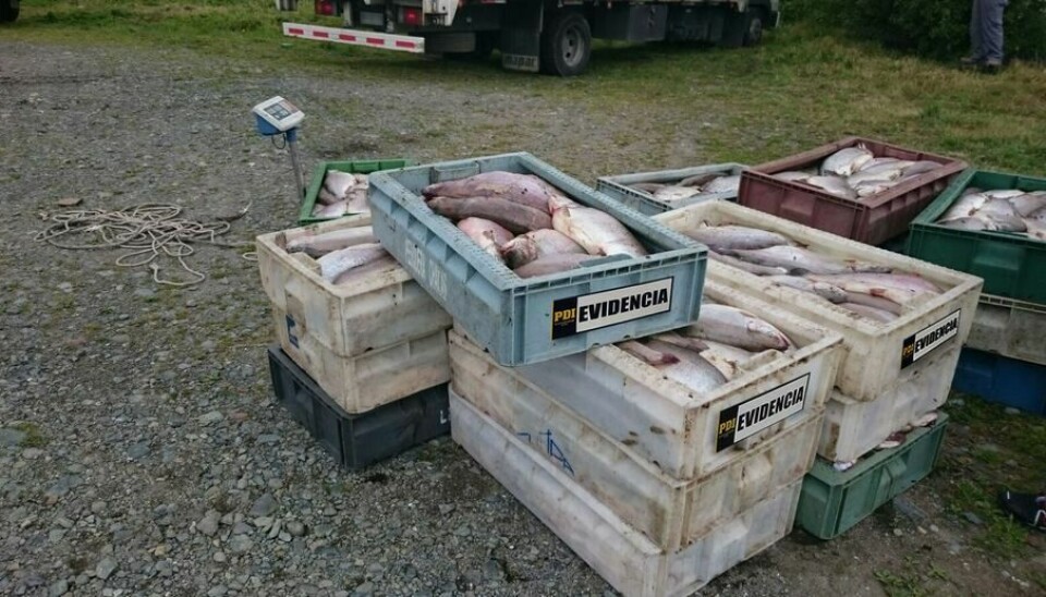 Imagen referencial de robos en la industria chilena del salmón.
