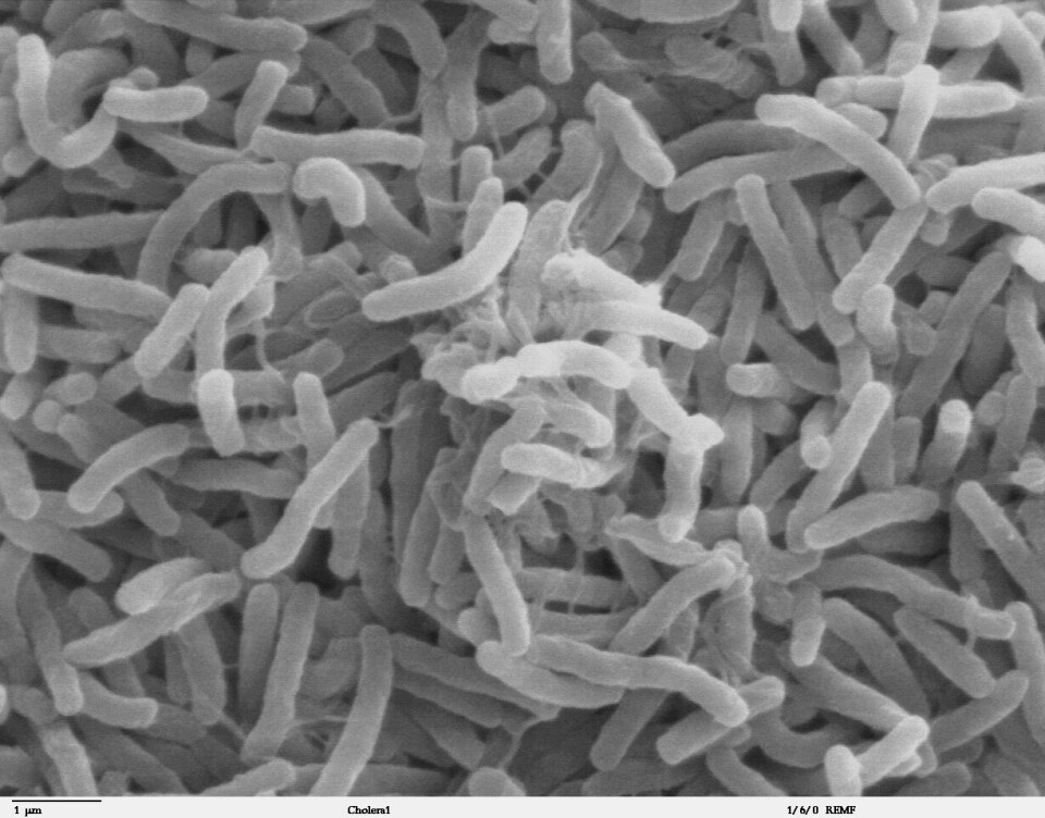 Vibrio cholerae. Foto: Wikimedia commons.