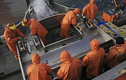 Salmonicultura avanza: es una de las mejores industrias pagadoras a Pymes