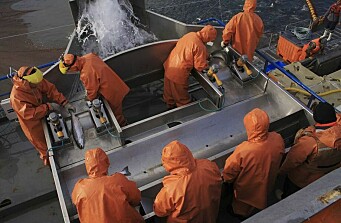 Salmonicultura avanza: es una de las mejores industrias pagadoras a Pymes