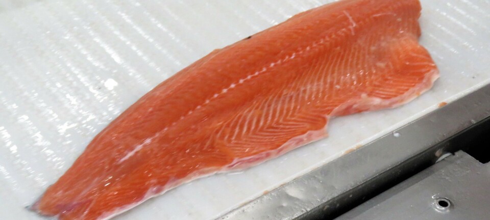 El salmón chileno sigue firme en exportaciones pese a caídas en China y Japón