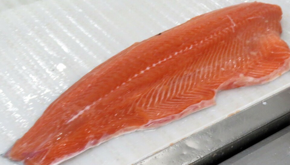 Filete de salmón.