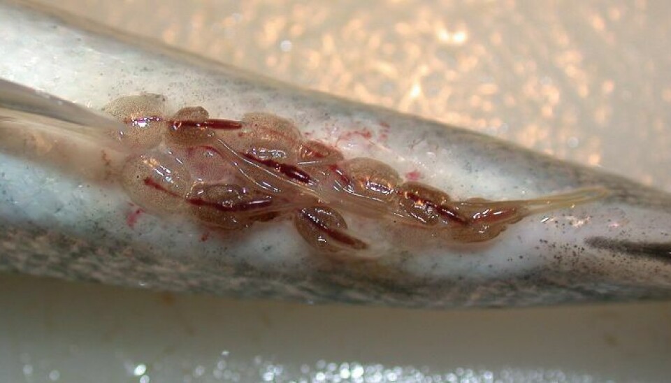 Autoridad propone vincular límites de biomasa en salmonicultura a los niveles de piojos de mar