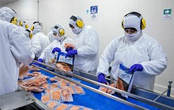 Producción de salmones crece en Magallanes bordeando las 160 mil toneladas