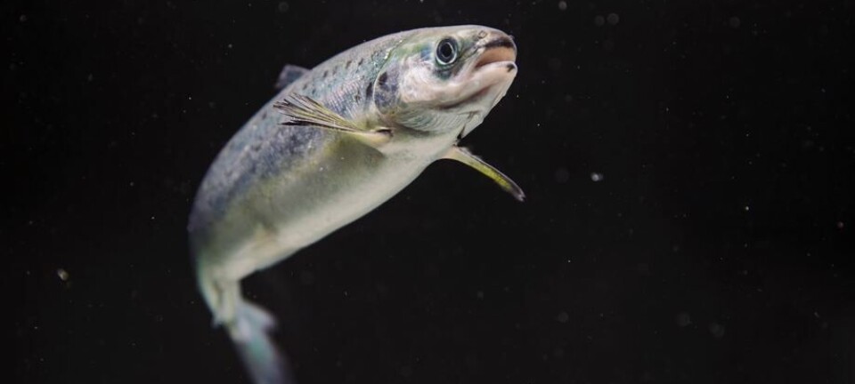 Informan en detalle productores de salmón chileno con mayor cantidad de biomasa