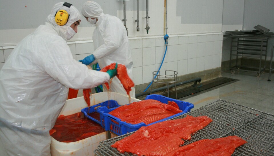 Imagen referencial de trabajadores en planta de proceso de salmónidos.