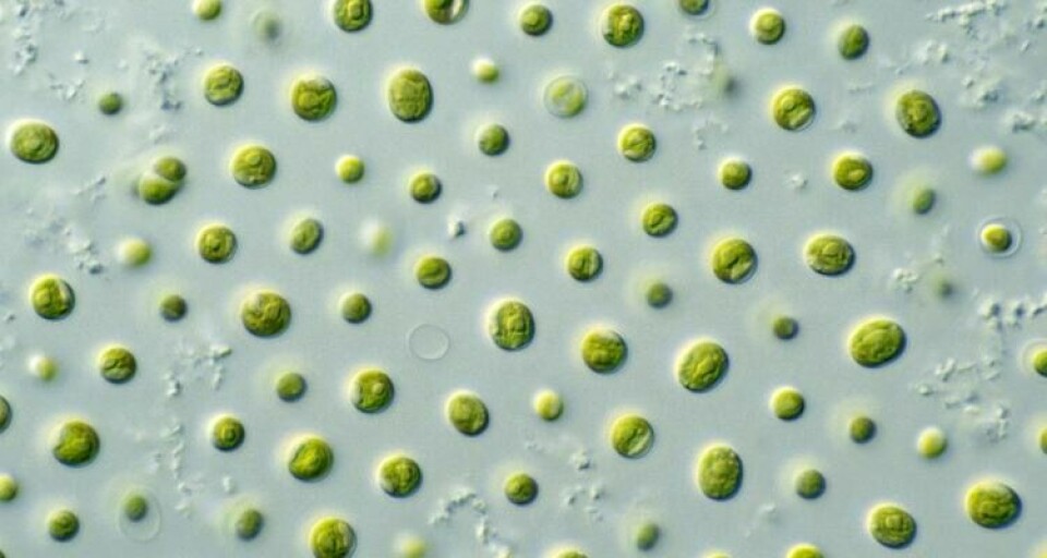 Las algas pueden producir omega-3 marino el cual, a su vez, puedes ser usado en el alimento. Foto: Wikipedia.
