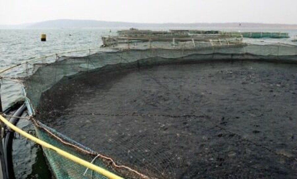 Jaulas en el lago Kariba con aproximadamente 50 toneladas de tilapia cada una. Foto: Inocap.